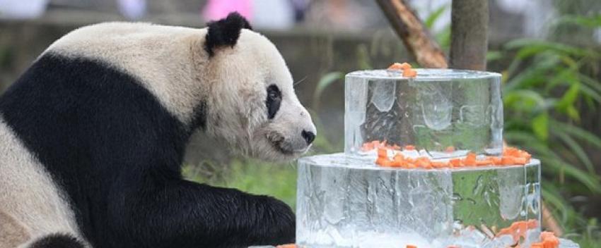 Pandaların yaşam alanları risk altında