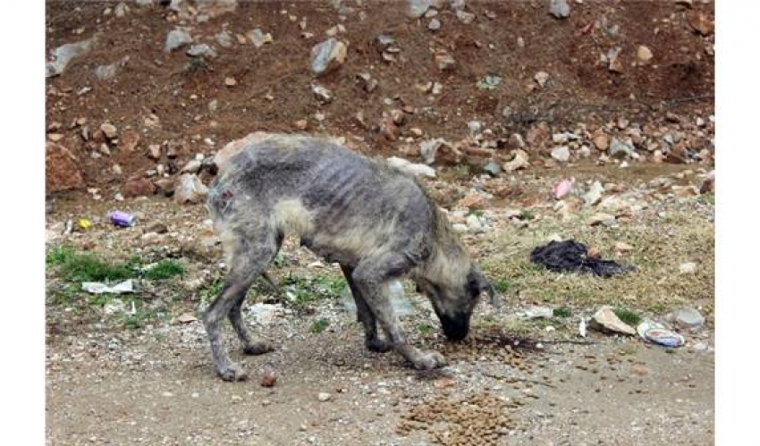 Bursa'da 'Uyuz köpek' paniği