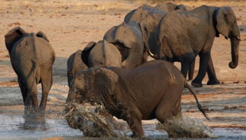 Kaçak avcı fillerin altında ezilerek öldü