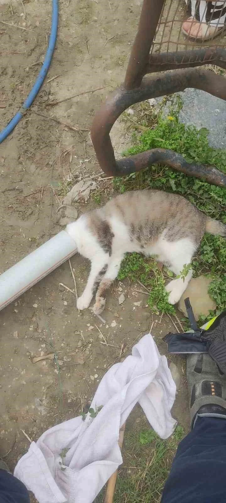 Samandağ’da boruya sıkışan kedi kurtarıldı
