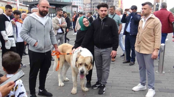 Şampiyon dev köpek Taksim’de ilgi odağı oldu

