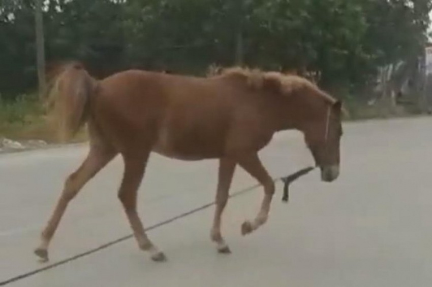 Nilüfer'de başıboş at trafikte tehlike yarattı