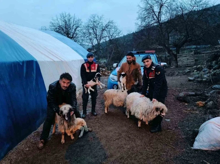 Sinop’ta çalınan küçükbaş hayvanlar sahibine teslim edildi
