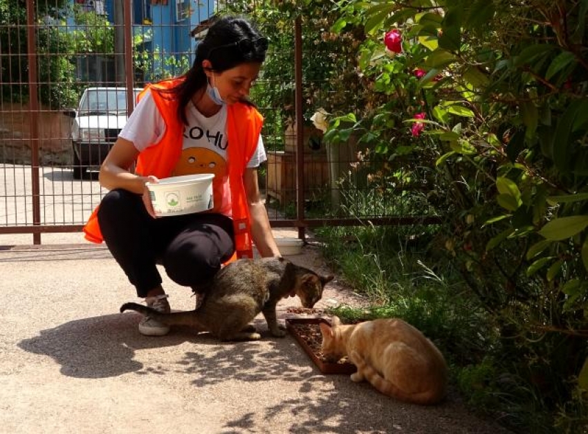 Bursa'da sokakta bulduğu sakat kedilere annelik yapıyor