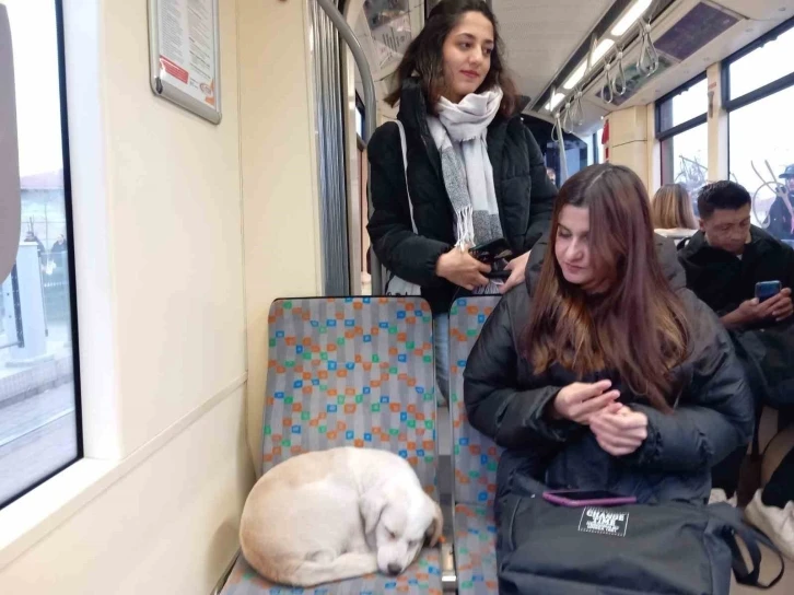 Soğukta üşüyen köpek sıcak tramvaya sığındı
