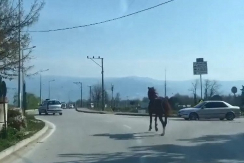Bursa'da çiftlikten kaçan at tehlike saçtı
