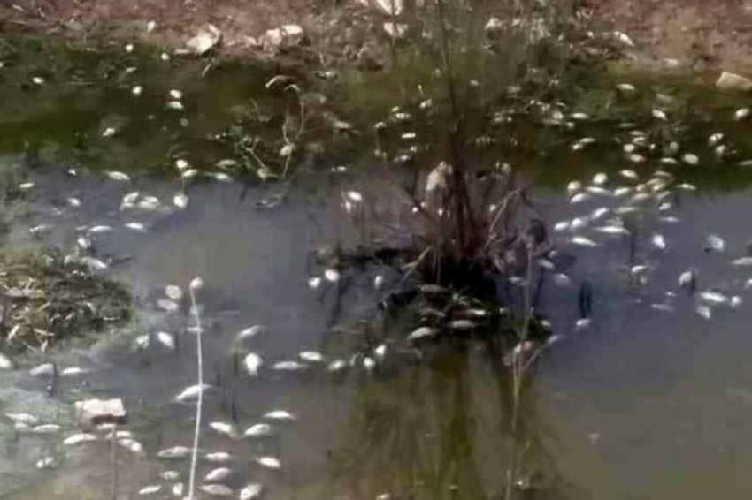 Bursa'da balık ölümleri