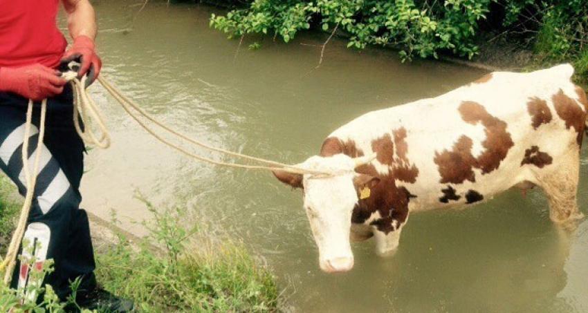 Su kanalına düşen inek bakın nasıl kurtuldu