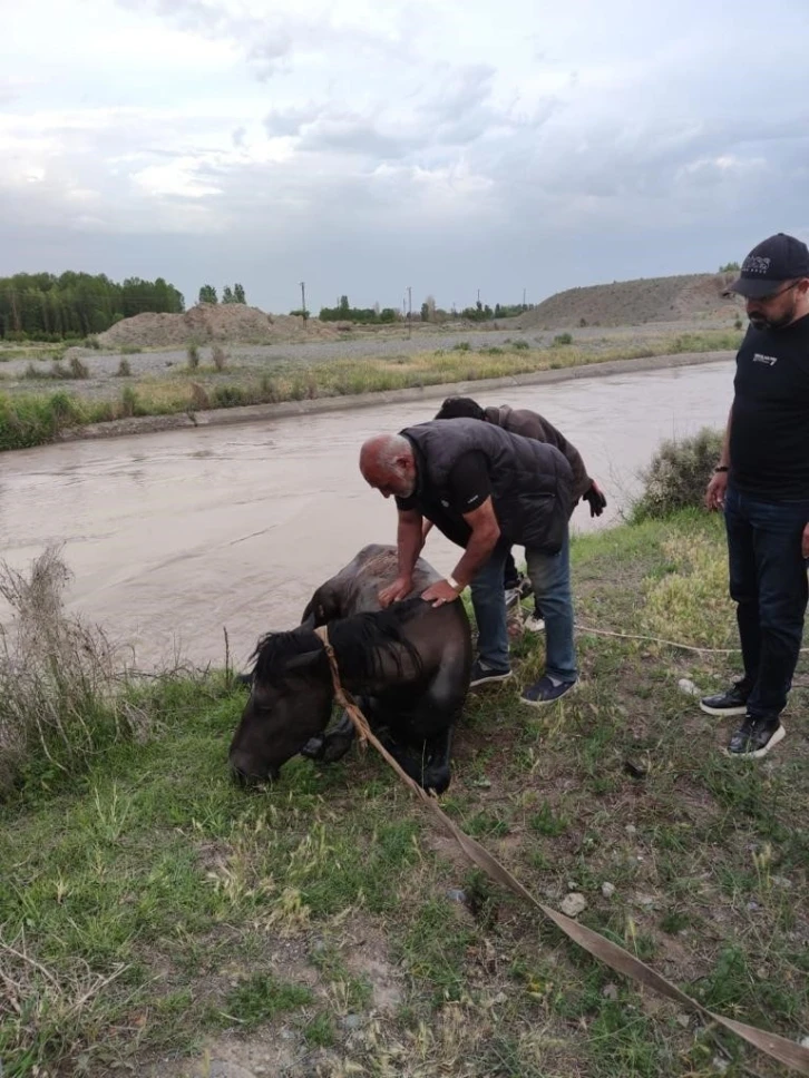 Sulama barajına düşen at kurtarıldı
