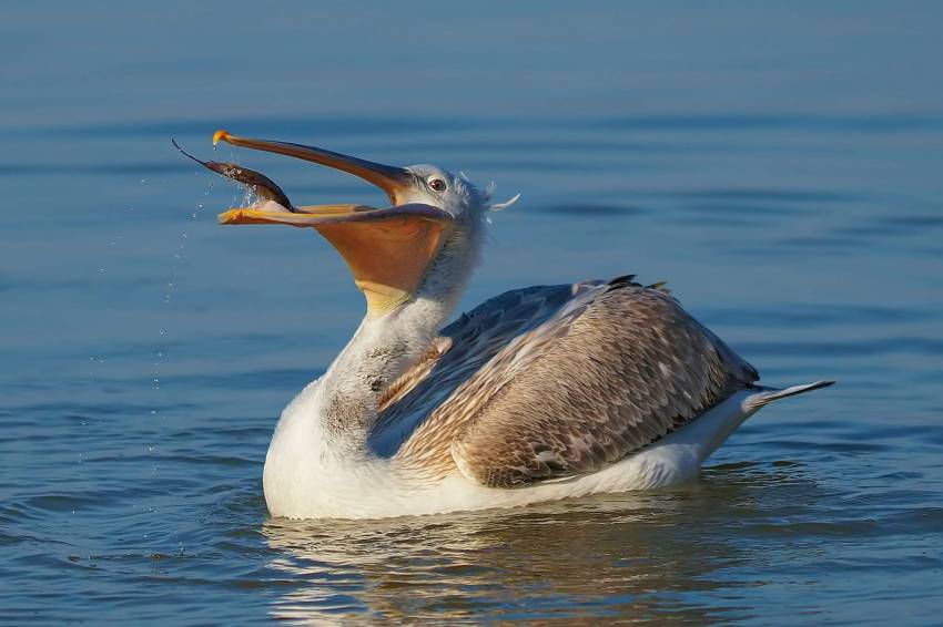 Bursa'da 'Tepeli Pelikan'ların taze balık keyfi