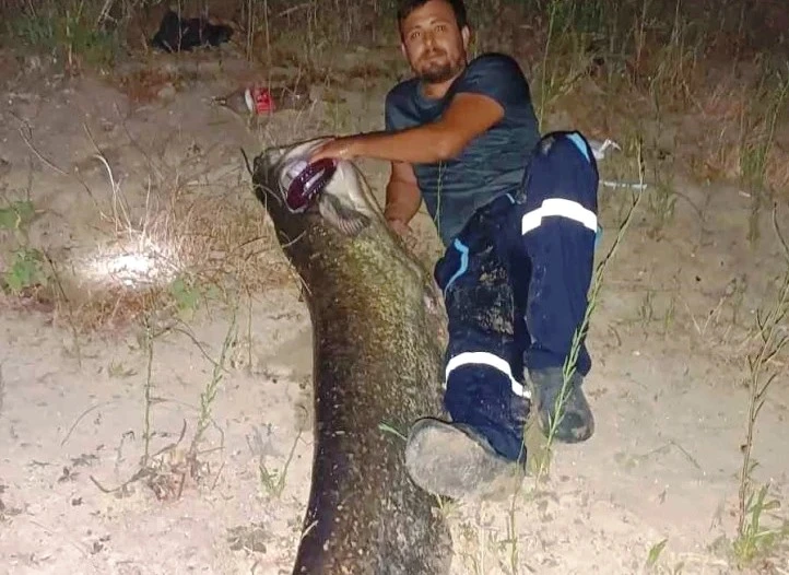 Tekirdağ’da 2 metrelik dev yayın balığı yakalandı