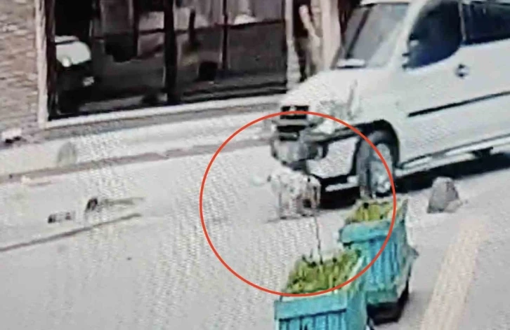 Ters yöne giren ehliyetsiz sürücü 5 aylık köpeği ezip kaçtı: O anlar kamerada
