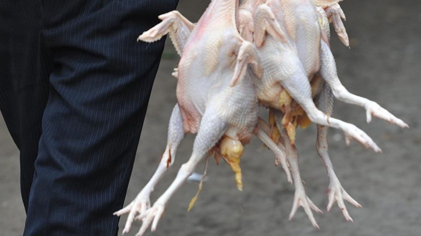 Güney Kore'de kuş gribi salgını