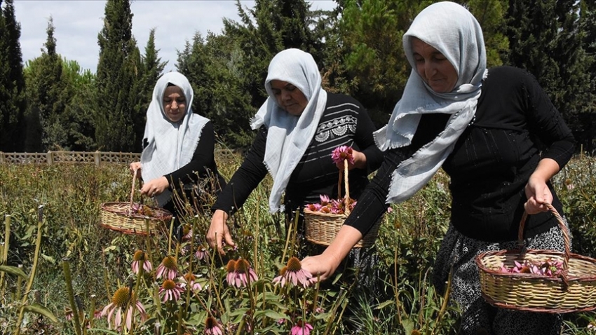 Bursalı kadınlar ekinezya yetiştirerek birlikte kazanıyor