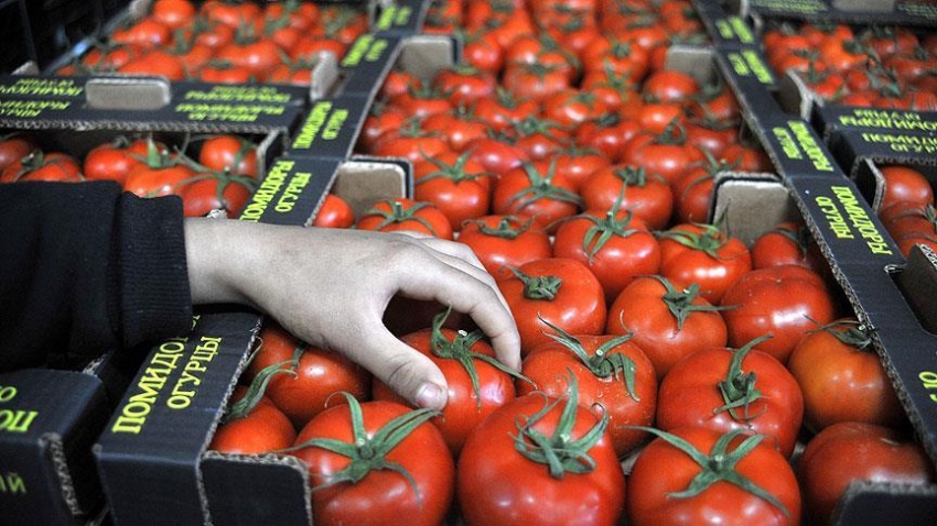 Rusya'nın domates ithalatı 1 Kasım'da başlayacak