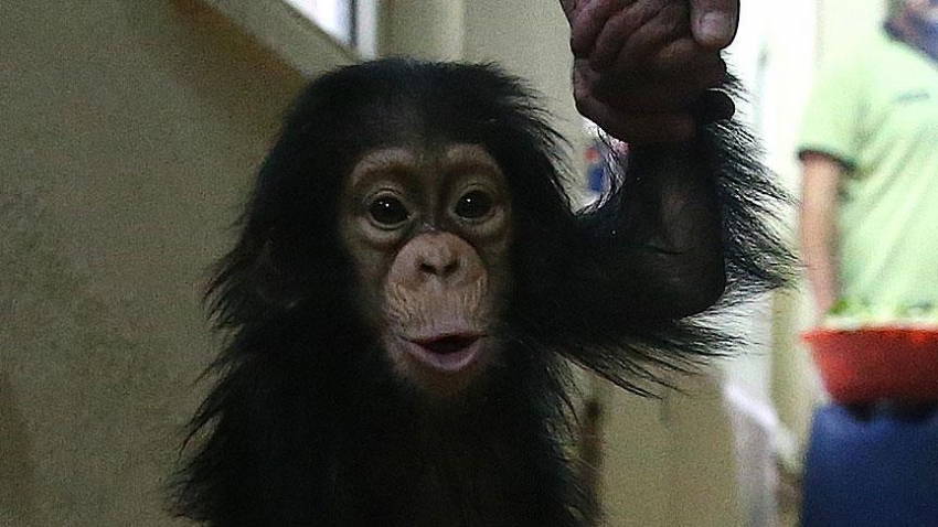 Çinli bilim insanları maymun klonladı