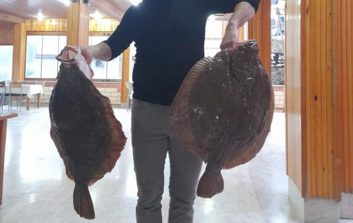 10 kilogramlık kalkan balığı yakalandı