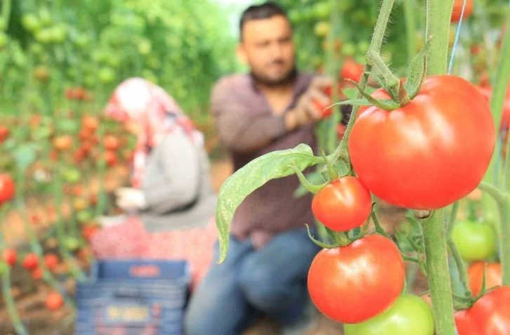 Türkiye’nin üretim merkezi Mersin’de örtü altı domateste hasat başladı
