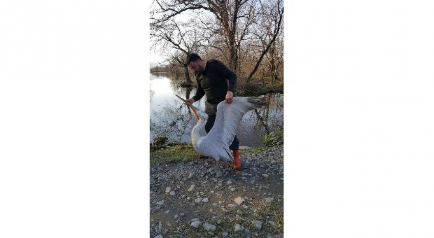 Tedavi edilen yaralı pelikan göle bırakıldı