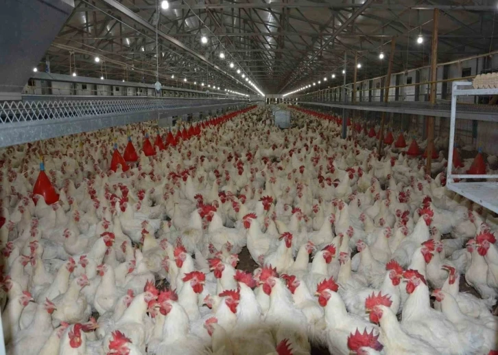 Uzmanı konuştu: "Tavuk fiyatlarına yüzde 200 zam haberleri asılsız"
