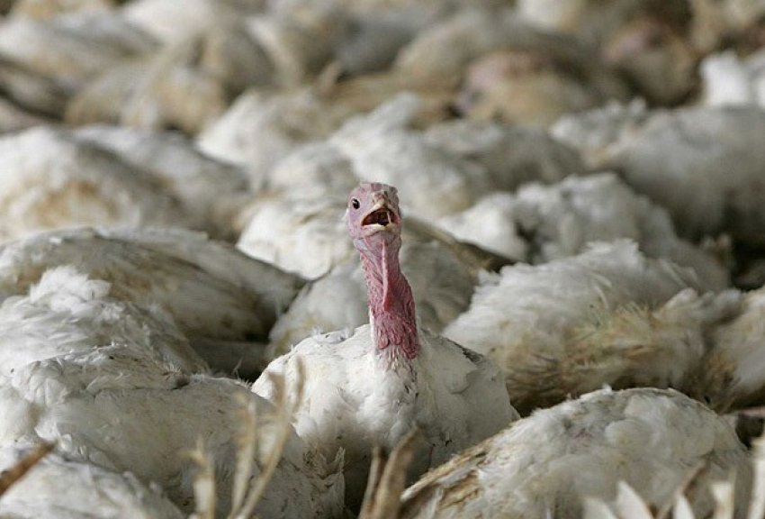 161 bin tavuk itlaf edildi
