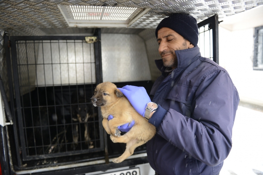 Yıldırım Belediyesi ekipleri yavru köpekleri donmak üzere iken kurtardı