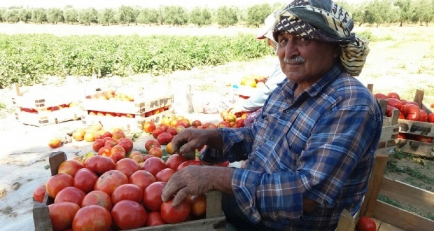 Yerli domateste hasat sevinci