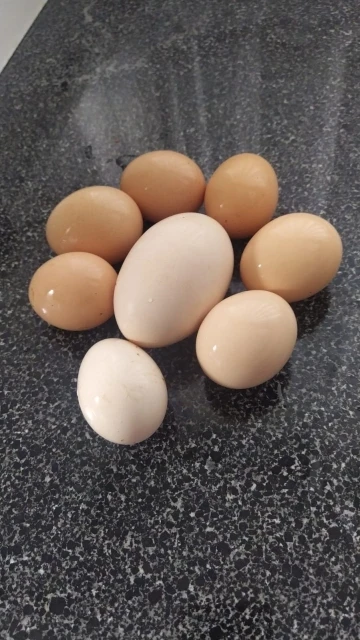 117 gramlık yumurta görenleri şaşırttı
