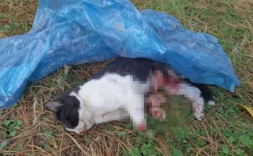 5 ayda baktığı 4 kedi öldürüldü, yavru kedisi patileri kesilmiş bulundu