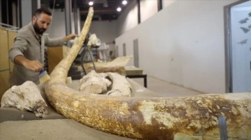 7,5 milyon yıllık zürafa, at ve fil fosilleri sergilenmeye hazırlanıyor
