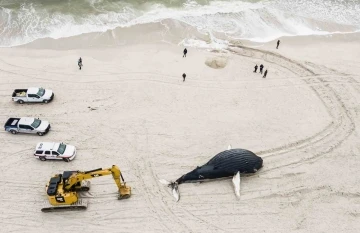 ABD’de son 2 ayda 15 balina karaya vurdu

