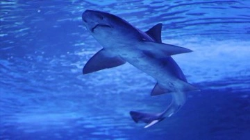 ABD, riskleri azaltmak için köpek balıklarına gelişmiş algılayıcılar takmaya başladı