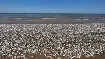 ABD'nin güney sahillerinde binlerce balık kıyıya vurdu