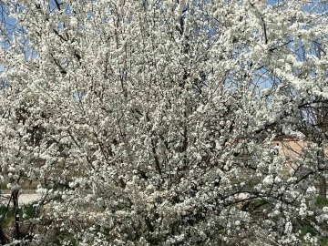 Afyonkarahisar’da ağaçlar baharın müjdecisi olarak rengarenk çiçek açtı
