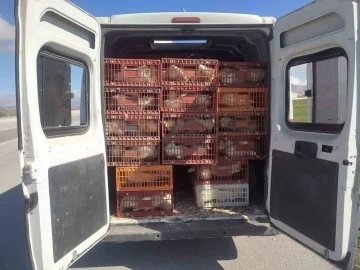 Afyonkarahisar’da kaçak tavuk taşıyan şahsa 29 bin TL ceza
