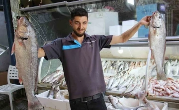 Akdeniz’de de sezonun açılmasıyla tezgahlar balıkla doldu
