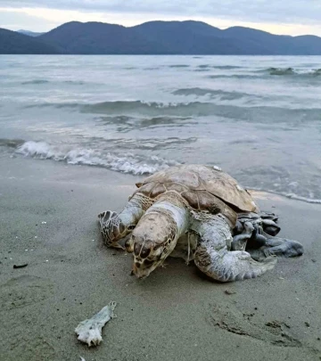 Akyaka sahiline ölü Deniz Kaplumbağası vurdu
