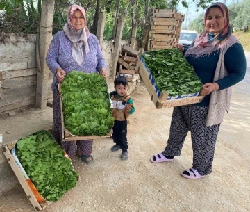 Alaşehir’de asma yaprağı ihracatı artıyor
