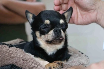 Almanya’da tedavi edilemeyen ’Rocky’ isimli köpek şifayı Diyarbakır’da buldu
