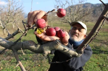 Amasya’da ’yalancı bahar’ şaşkına çevirdi, elma ağaçları kışın meyve verdi
