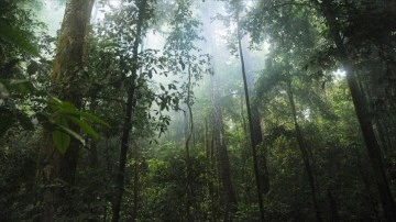 Amazon ormanlarında bitki örtüsüyle kaplanmış devasa antik kent bulundu