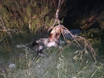 Ankara’da 17 köpek ağaca asılmış halde bulundu
