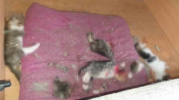Ankara’da kan donduran olay: Kafası ve patileri koparılmış 6 yavru kedi ölüsü bulundu
