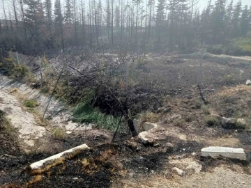 Ankara’da yanan ormanlık alan küle döndü
