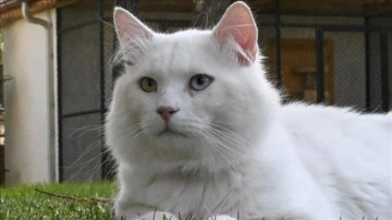 Ankara kedisi "Seymen" yeni yuvası Ayasofya-i Kebir Camii'nde