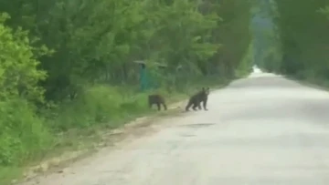 Anne ayı ve yavruları köy yakınında görüntülendi
