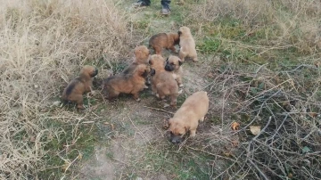 Anneleri kaybolunca 8 yavru köpek ortada kaldı
