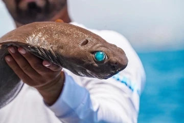 Antalya açıklarında balıkçının 400 metre derindeki oltasına ‘ışık saçan’ köpek balığı takıldı
