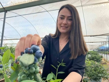 Antalya’da kadınların topraksız tarımla mavi yemiş hasadı başladı
