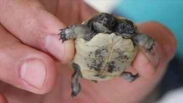 Antalya'da bulunan çift başlı kaplumbağa yavrusu korumaya alındı